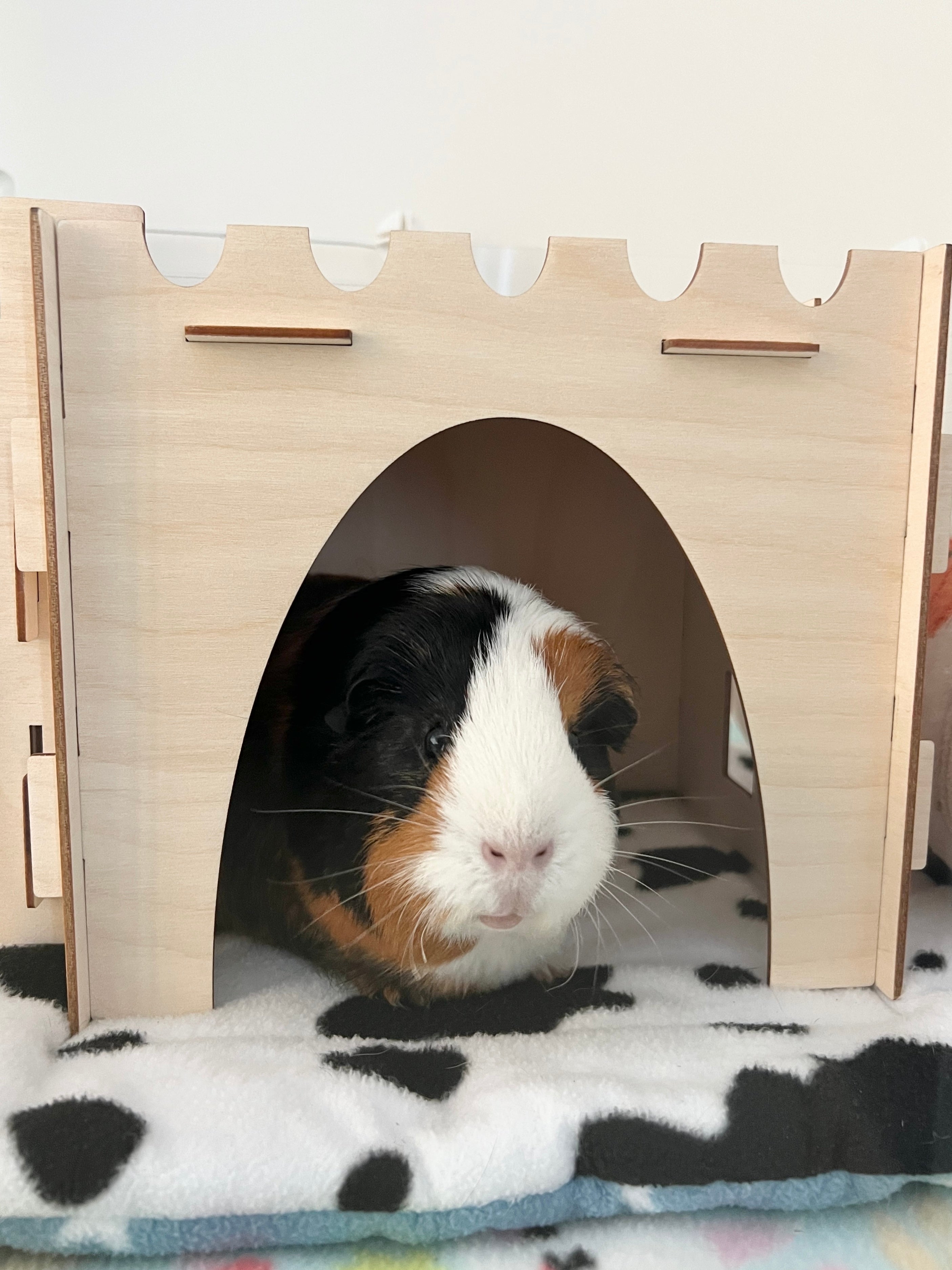 Guinea Pig Castle