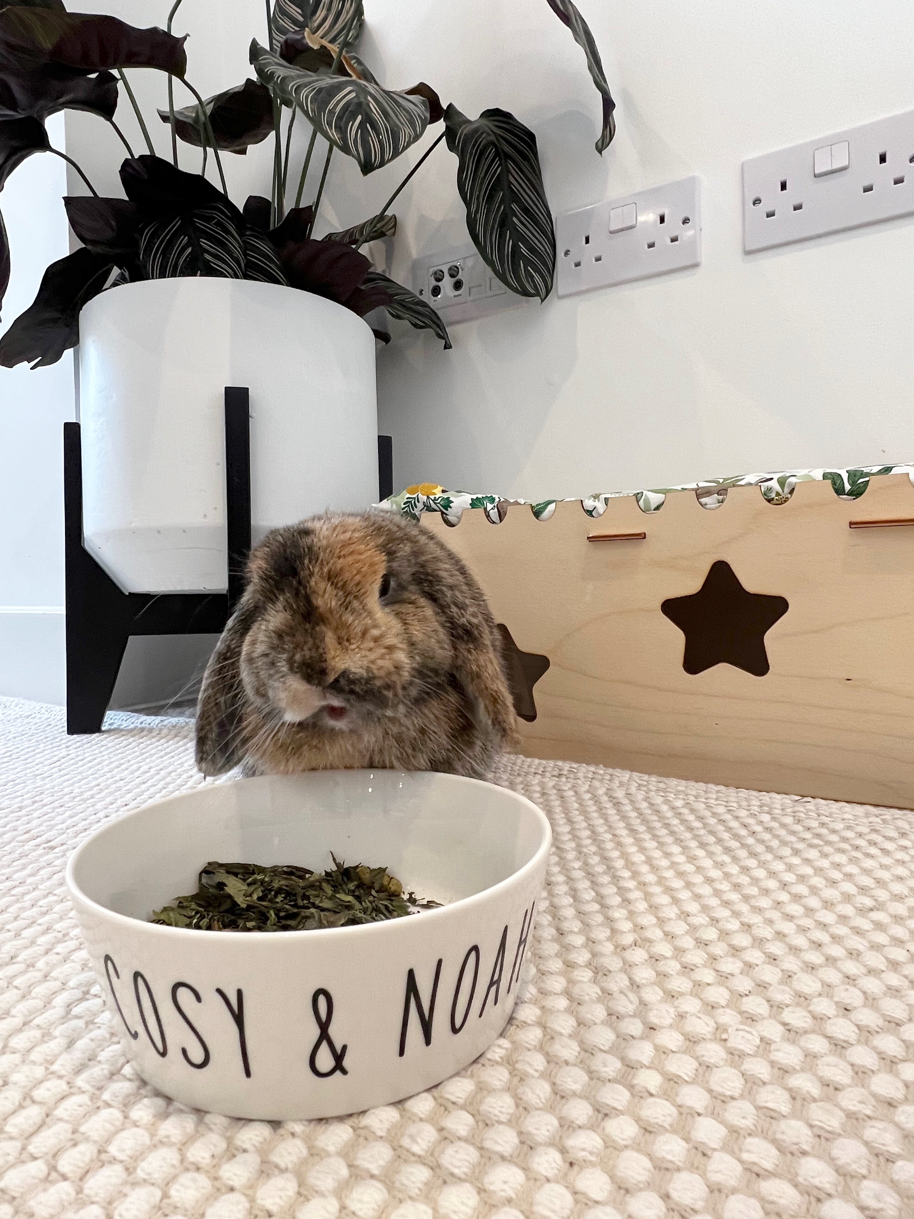 Personalised Pet Bowls