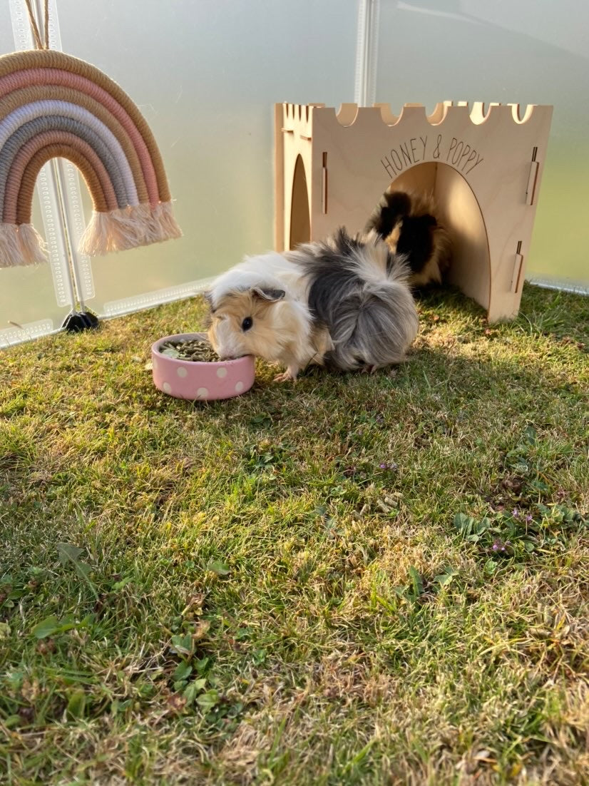 Guinea Pig Castle