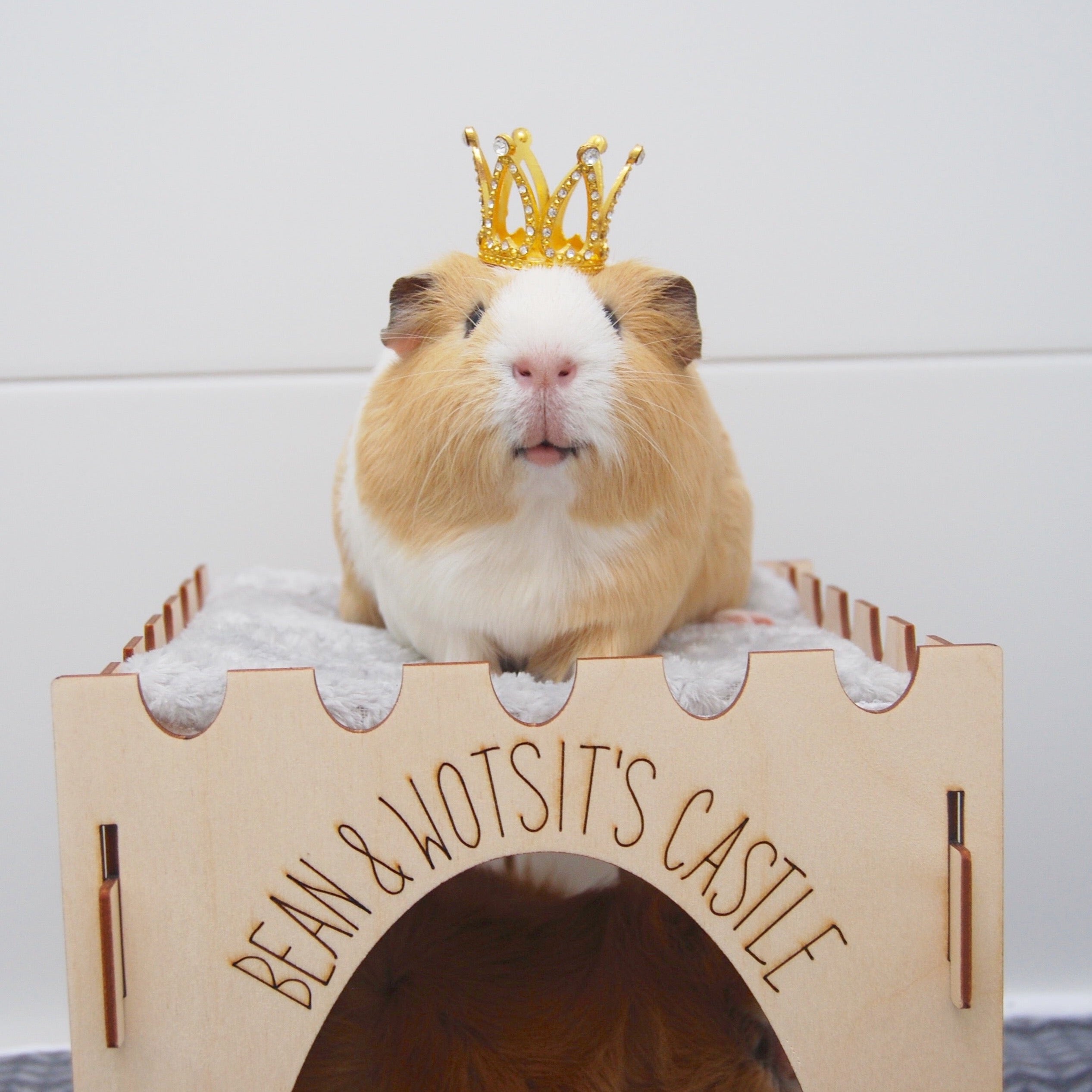 Guinea Pig Castle
