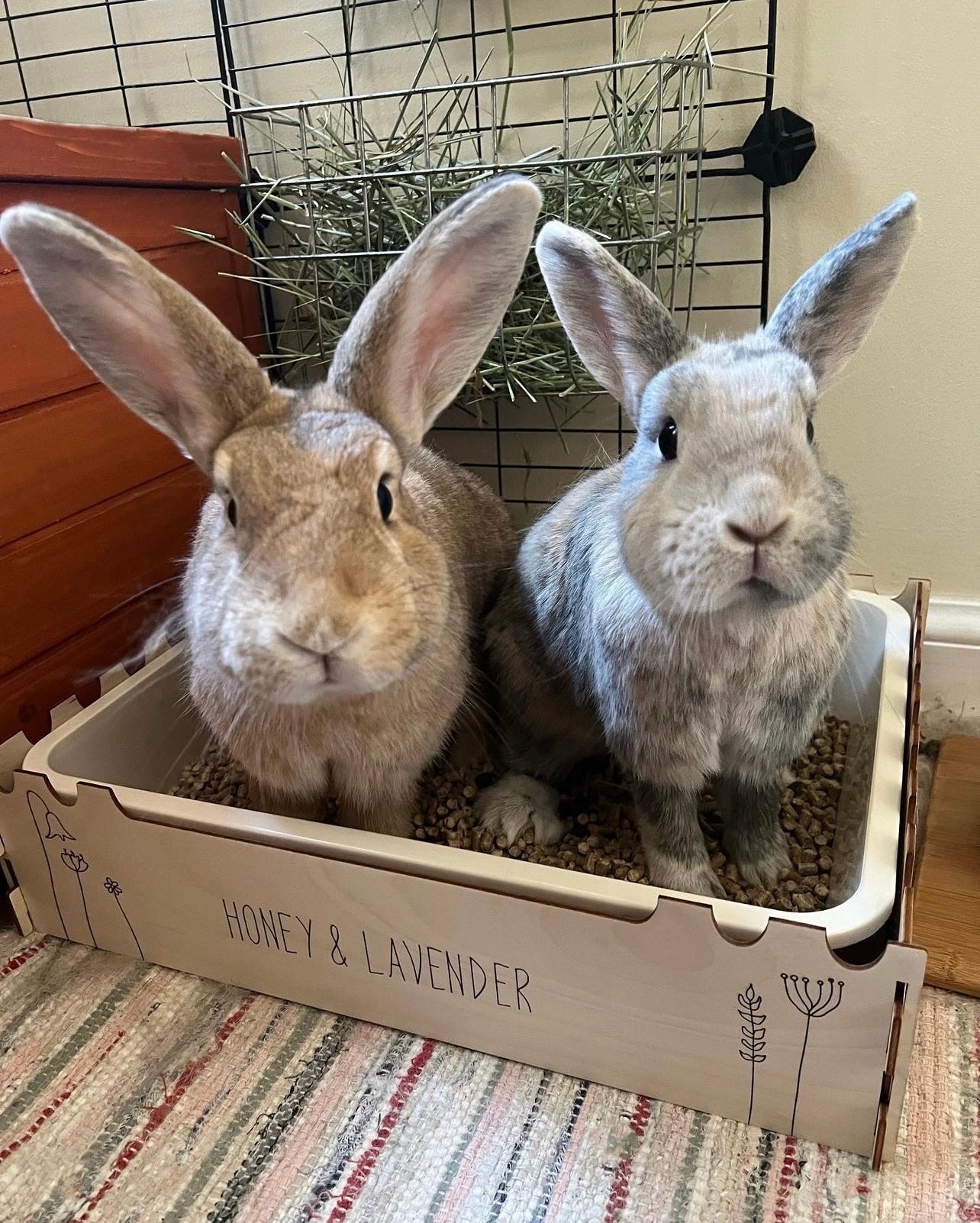 Litter tray outlet rabbit