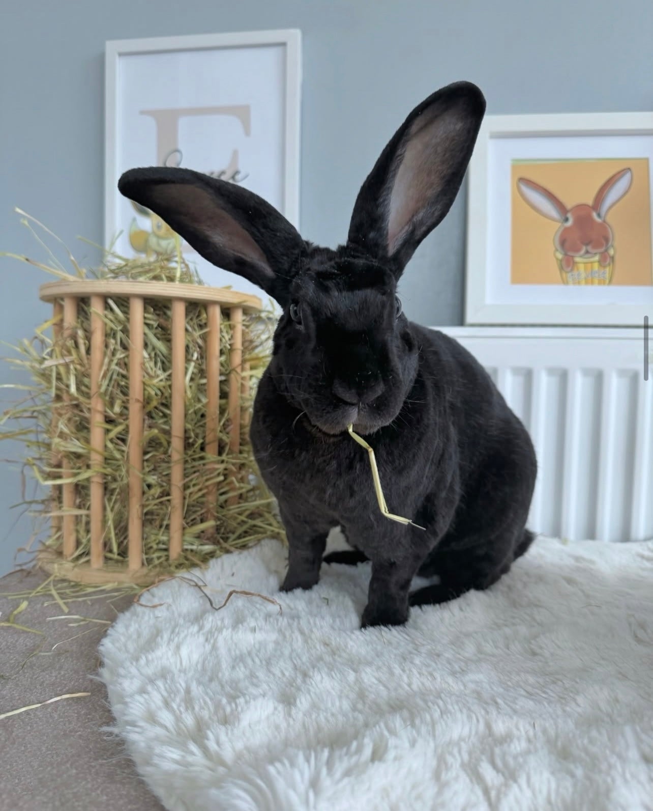 Circular Hay Feeder