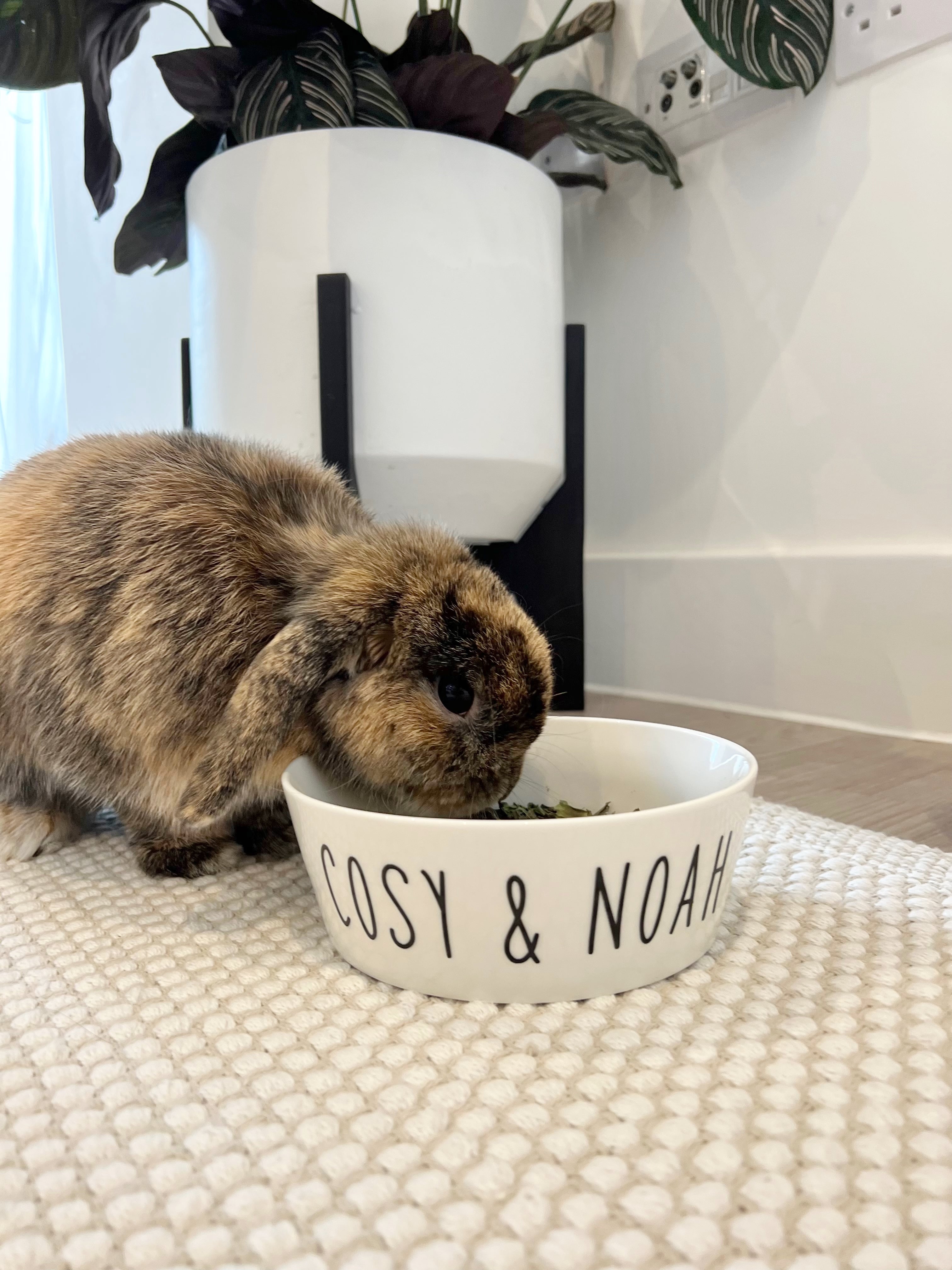 Personalised shop rabbit bowl